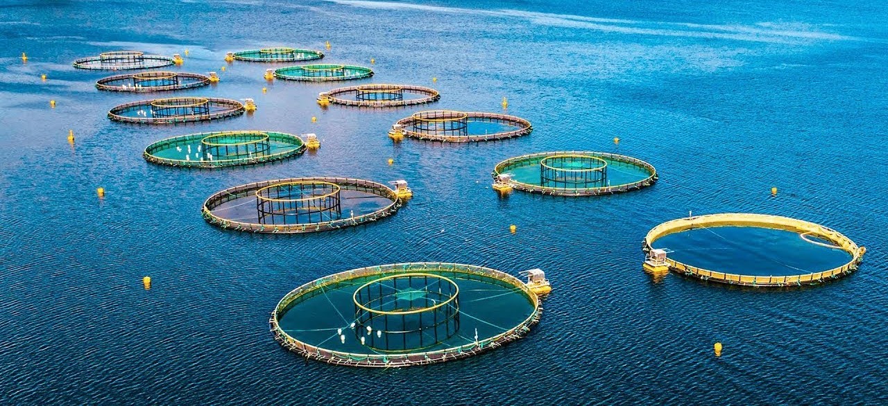 Bifuel System in Aquaculture